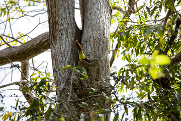The chestnut-mandibled toucan in the tree
