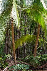 Naklejka premium Damas Island Mangrove water canals