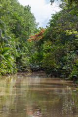 Damas Island Mangrove water canals