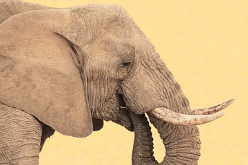 close up of an elephant in the savanna