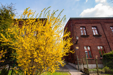 Żółte kwitnące drzewa na tle łódzkiej architektury z cegły.