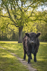 Black galloway cow standing in front of tree