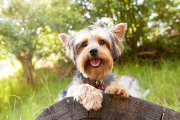yorkshire terrier on the grass - Powered by Adobe