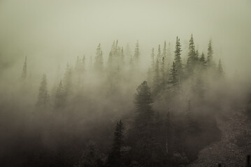 Pine forest covered in fog. Harsh weather in the mountains. Mystic landscape.