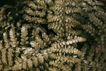 Background of succulent fern leaves, muted shades of greenery