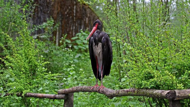 The black stork, Ciconia nigra. Large bird in the stork family Ciconiidae. 
