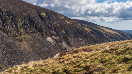 Wild deer grazing near the Spinc white hiking path in Glendalough, Wicklow Mountains, Ireland.