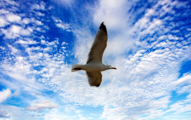 Bird in the sky
