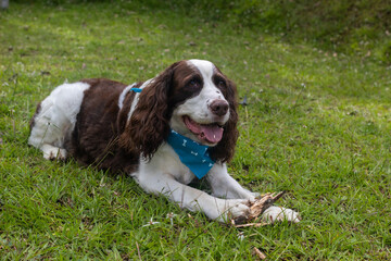 Dog lying relaxed on the grass