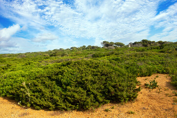 Meadows near the coast