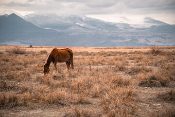 Obraz premium Large-aperture panoramic view of a wild horse with snow-capped mountains inside the Central Anatolian Sultan Reedy (Sultansazligi) National Park, Turkey