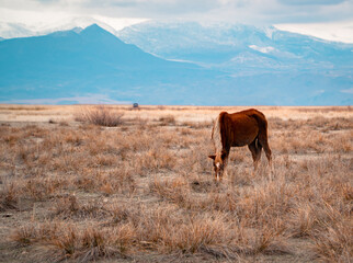 Large-aperture view of a wild horse with snow-capped mountains inside the Central Anatolian Sultan Reedy (Sultansazligi) National Park, Turkey