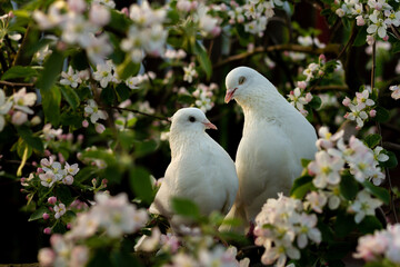 Two white doves with love. Valentine and Sweetest day concept. Couple of pigeons bird on the tree with background of blossom gardens.Love end familly concept.Couple of lover bird. together concept. 