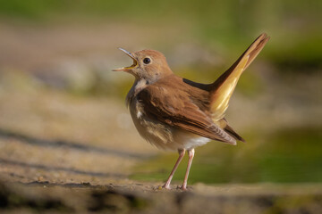 Common Nightingale singing in natural habitat