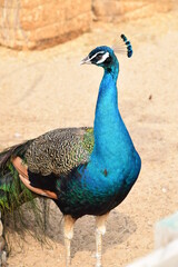 Fototapeta premium Peacock