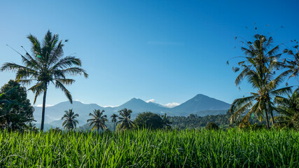 Obraz premium rice field