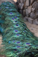 Fototapeta premium Peacock