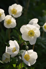 Blooming white anemone. Many flowers. Contour
