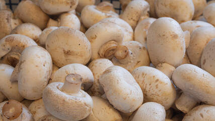 Mushrooms cradled together in a blue netted plastic basket, in a variety of shapes and sizes. 