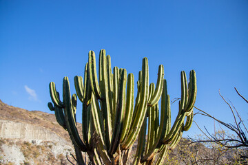 Big Cactus in the desert