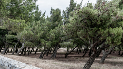 trees in the forest