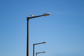 Three street light poles in a row with a seagull standing on top over the empty blue sky. Photo taken at Quiaios Beach in Portugal. Space for text
