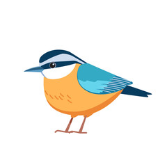 Red-breasted nuthatch is a small songbird. Scientific name Sitta canadensis. Passerine Bird cartoon flat style beautiful character of ornithology, vector illustration isolated on white background