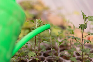 Seedlings.Young seedlings are watered from a watering can.