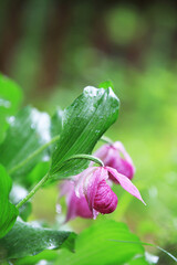 봄 비와 복주머니난 