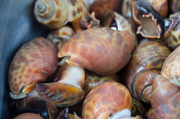 Babylonia areolata on bowl for make seafood.