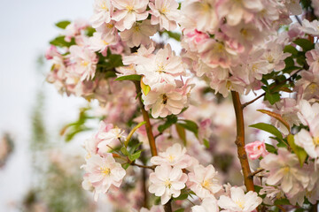 Obraz premium Begonia flower bee collecting nectar