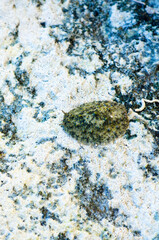 One of the rare species of air breathing sea slug,the celtic sea slug,  Thailand.