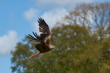 Red Kite (Milvus milvus) flying against the lush green countryside of Wales in the United Kingdom. 