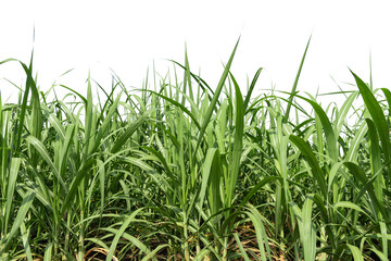 Obraz premium Group of Sugar cane plant during grand growth phase isolated on white background, clipping path. Fresh green linear leaf of Sugar cane isolated on white background.