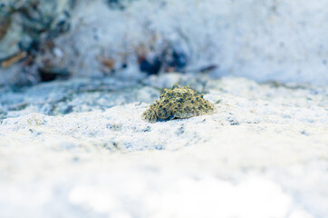 One of the rare species of air breathing sea slug,the celtic sea slug,  Thailand.