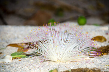 Barringtonia flower also known as sea poison tree on the beach. soft focus