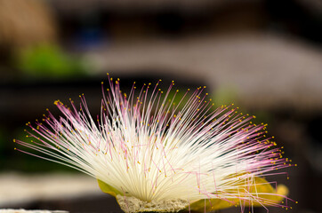 Barringtonia flower also known as sea poison tree on the beach.