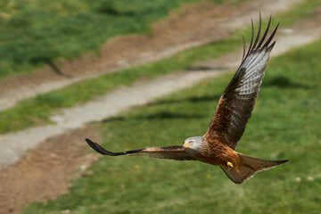 Red Kite (Milvus milvus) flying against the lush green countryside of Wales in the United Kingdom. 