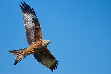 Red Kite (Milvus milvus) flying against a blue sky dotted with clouds. 
