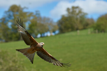 Red Kite (Milvus milvus) flying against the lush green countryside of Wales in the United Kingdom. 