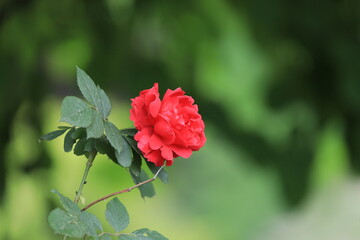 red rose at Seoul forest