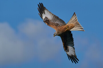 Fototapeta premium Red Kite (Milvus milvus) flying against a blue sky dotted with clouds. 