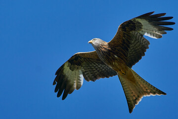 Red Kite (Milvus milvus) flying against a blue sky dotted with clouds. 