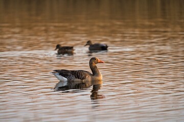 Münster NRW Rieselfelder Natur