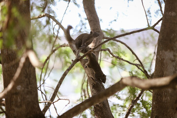 Squirrel (Callosciurus erythraeus), Multiple mammal on branch