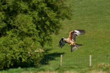 Red Kite (Milvus milvus) flying against the lush green countryside of Wales in the United Kingdom. 
