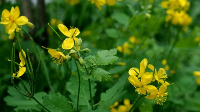Blooming yellow flower Greater celandine or Chelidonium majus medicinal plant sways in wind. On natural blurred background. Selective focus. Close-up.