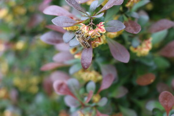 Bee on a bush with flowers in the garden