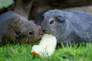 Meerschweinchen fressen Melone