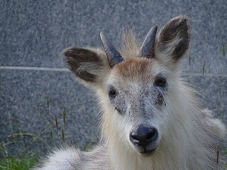 墓地で休む二ホンカモシカ